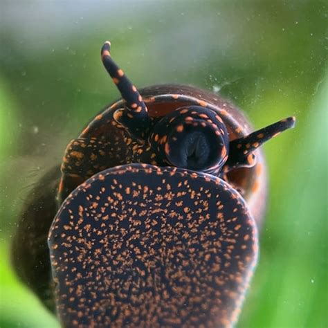 live bearing snails